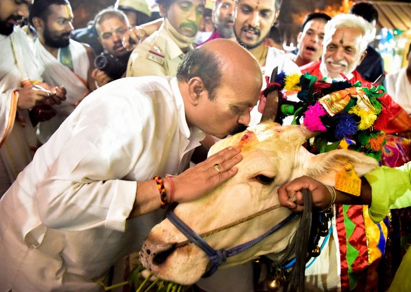 Ox Attack on CM Basavaraj Bommai at Talikoti in Vijayapura grg 