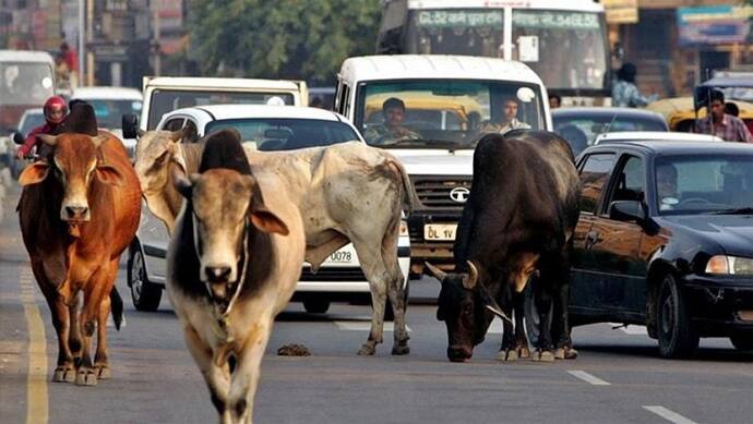 यूपी चुनाव में खूब सुनाई पड़ा बेसहारा पशुओं का मुद्दा, अब गोबर से कमाई का रास्ता खोजने में जुटे हैं अधिकारी