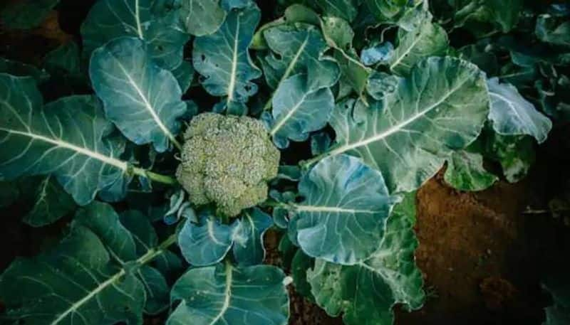 how to grow Broccoli indoor