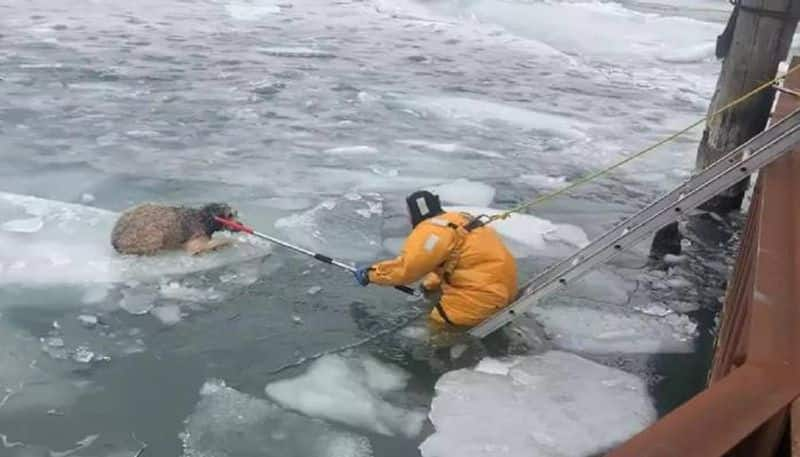 dog jumped into a frozen lake recued video