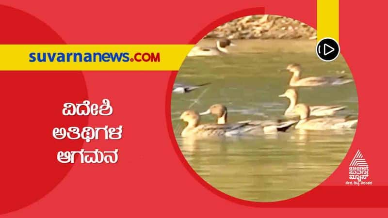 Northern pintail Thousands of Migratory winged guests arrived in Uttara Kannada hls