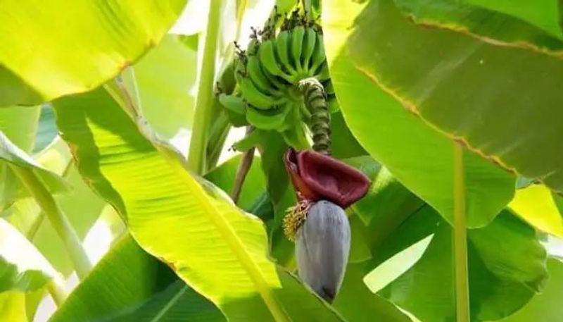 how to grow banana in containers