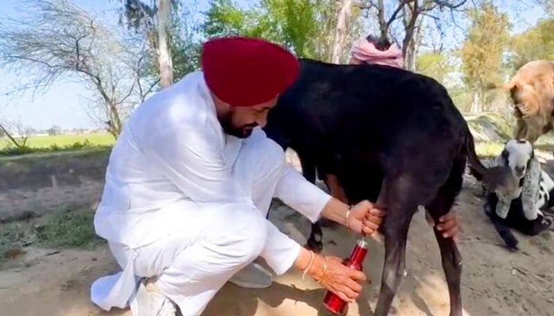 Punjab Election 2022 CM Channi milks goat, triggers Twitter storm