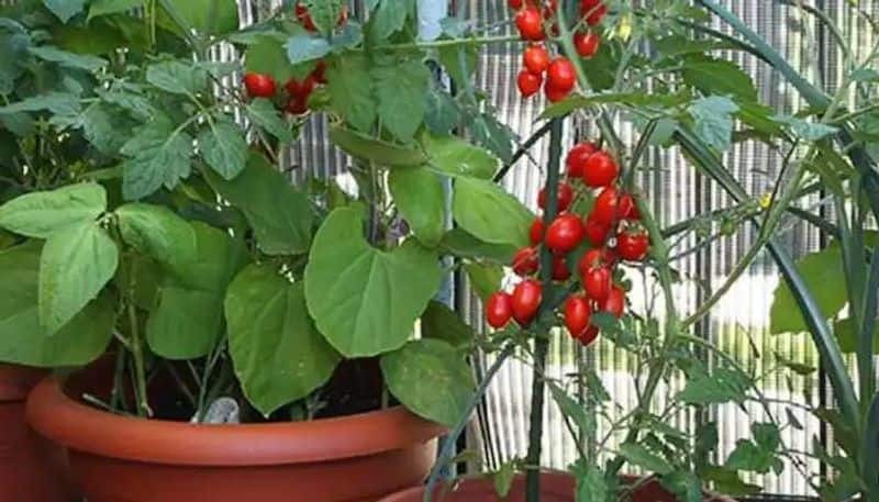 how to grow vegetables in balcony