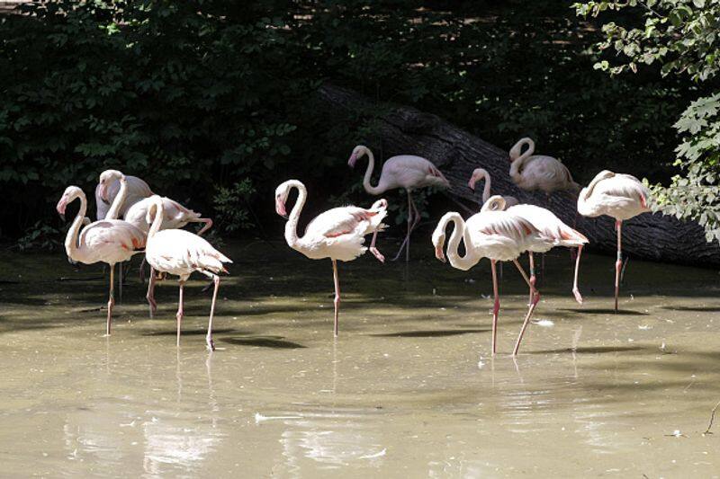 5 Bird sanctuaries in India you should visit this winter season sur 