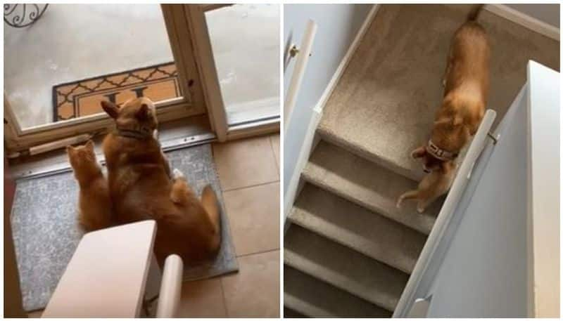 video showing the exact moment dog and a cat became friends