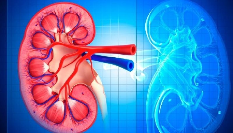 Do you have kidney problems? Know types of genetic diseases that affect kidneys RCB