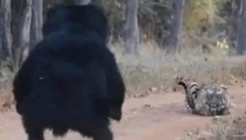 encounter between bear and tiger video