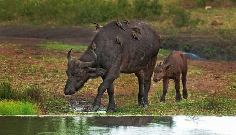 Friendship between rhino and Oxpeckers