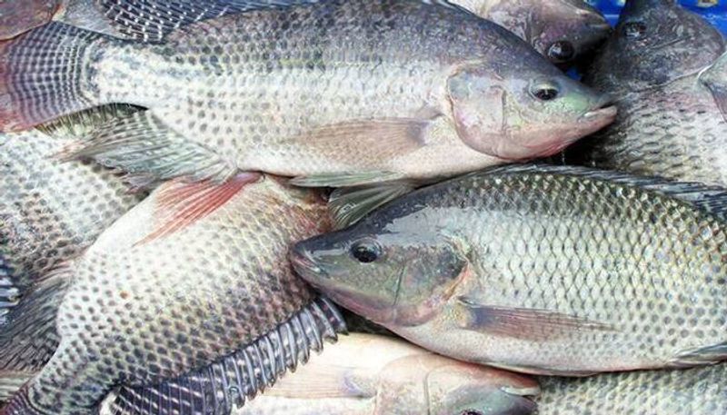 Raise Tilapia in aquaponics