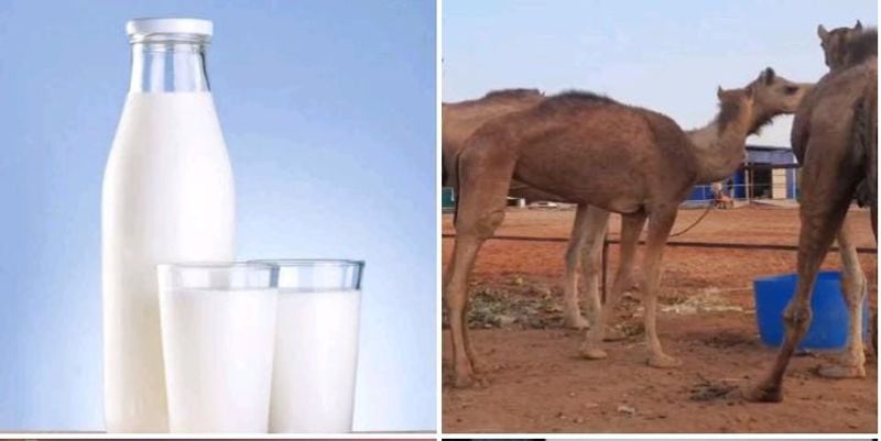 camel milk beneficial for diabetic patients