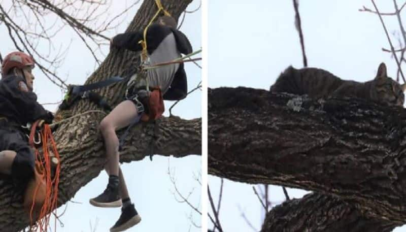 teenager trying to rescue cat and got himself stuck in tree rescued by firefighters