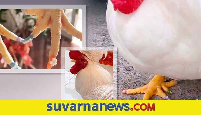 The Woman Did A Pedicure For Her Pet Chicken