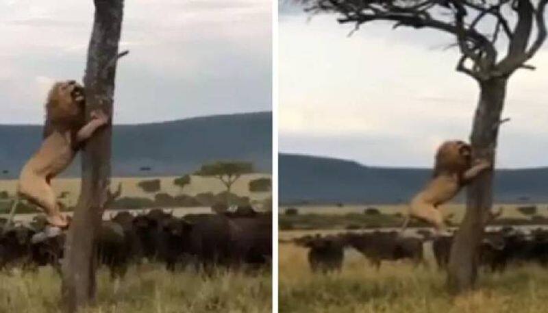 Lion climbing tree to escape from herd of buffalo