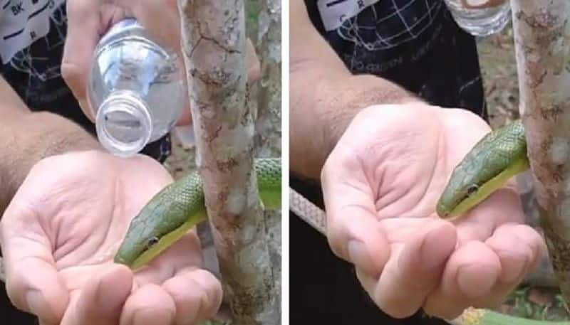 snake drinks water from hand