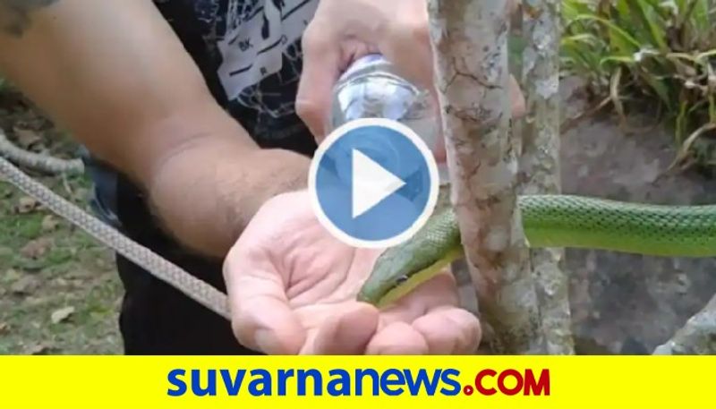 Man Feeds Water to Thirsty Snake watch viral video akb