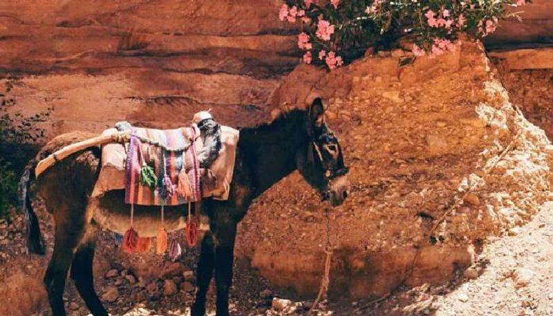 in this village newest son in law gets a donkey ride related to holy festival