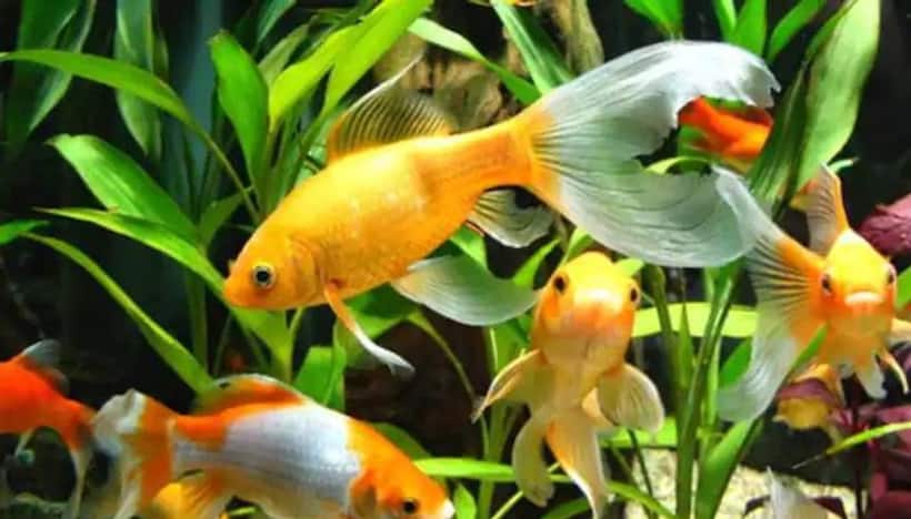 Vastu tips: ఇదొక్కటి ఇంట్లో పెడితే, మీ చాలా సమస్యలు పరిష్కారమైనట్లే..!