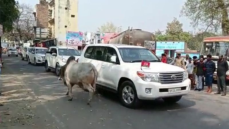 the bull came in front of akhilesh yadav car shared the video and said  it is very difficult to travel in uttar pradesh san