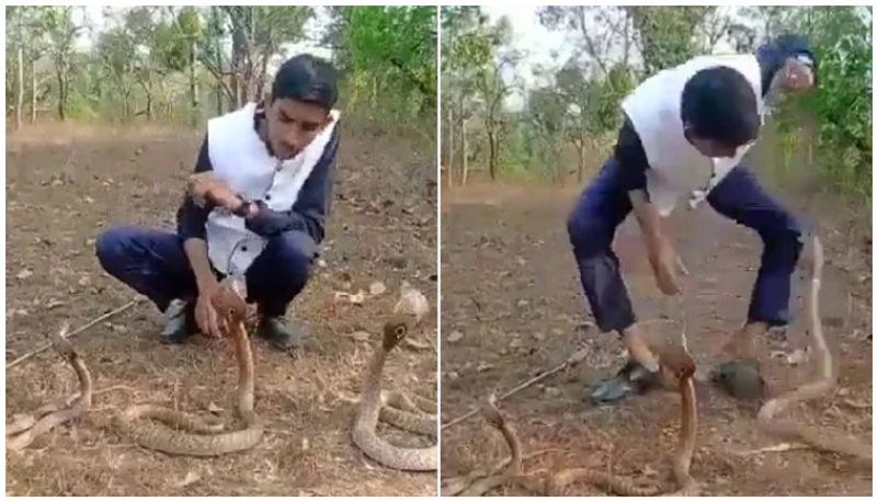 Viral Video: Karnataka Man's Stunt With 3 Cobras Ends Badly