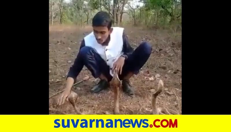 Karnataka Man's Stunt With 3 Cobras Ends Badly watch terrible Video akb