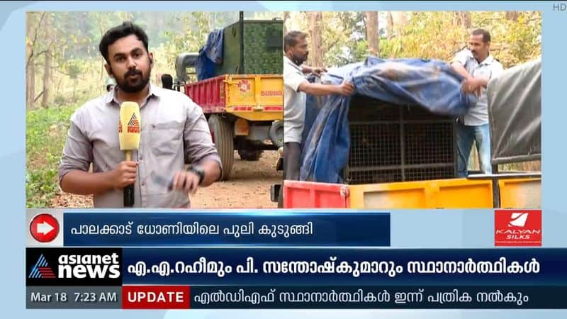 tiger trapped in Palakkad Dhoni