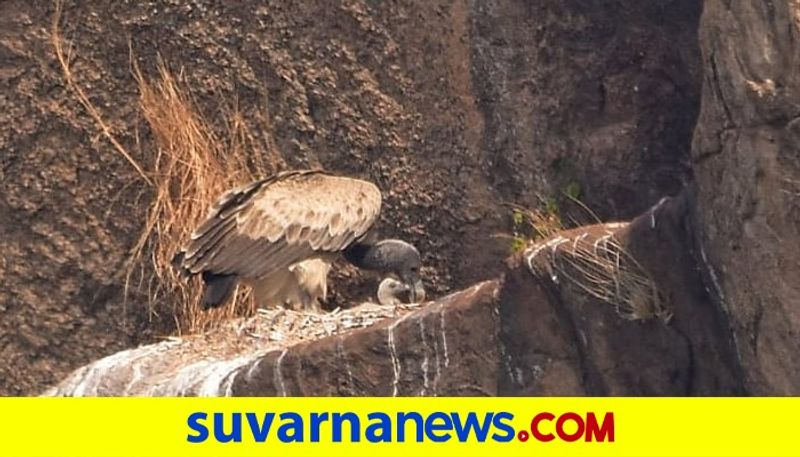 An endangered Long beak vulture gave birth to chicks in Ramnagar akb