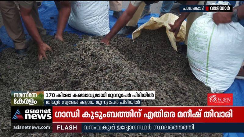 Big cannabis hunt in Valayar; 170 kg of cannabis seized