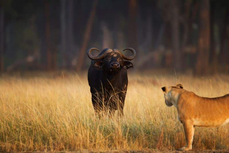 viral video of Buffalo Herd Saves one of them from Lionesses