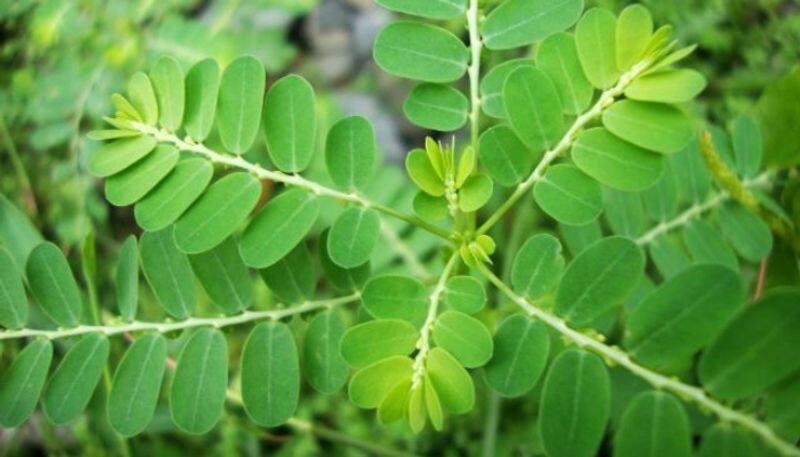 Health benefits of keelanelli