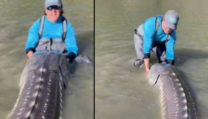 sturgeon captured video went viral