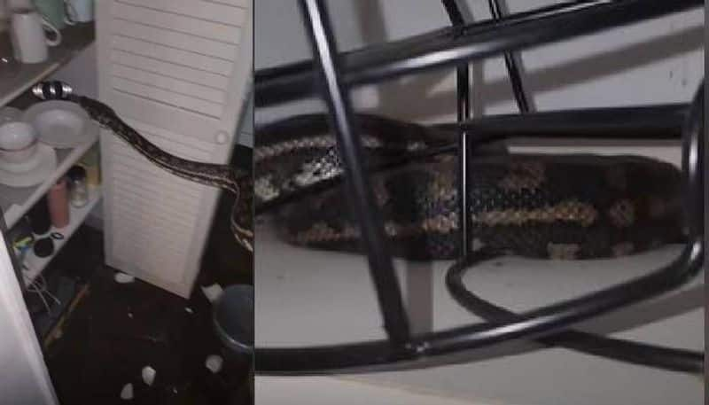 python in kitchen video