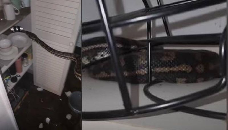 python in kitchen video