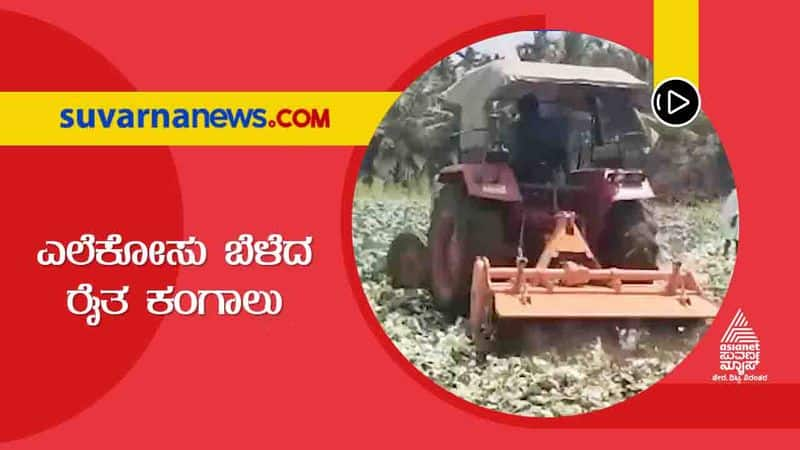 Chikkamagalur Farmers in Distress As Cabbage Rates Sink hls