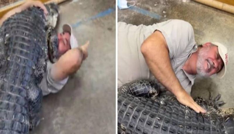 Alligator jumps on handler and try to give him a hug