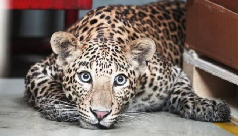 leopard entered car factory and later it rescued