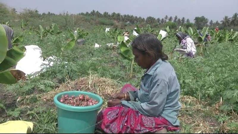 Price Down Onion Bring Tears to Chamarajanagar Farmers rbj