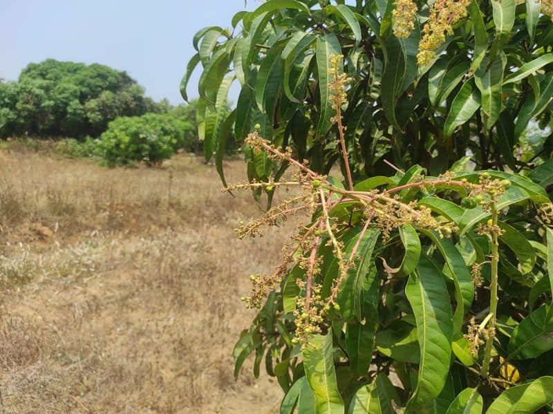 Ramanagara mango growers worried from Pests and diseases rbj