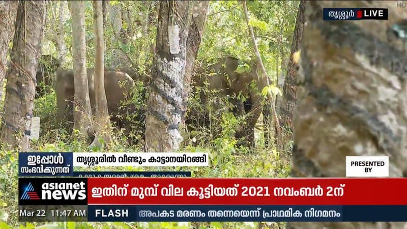 wild elephant in thrissur