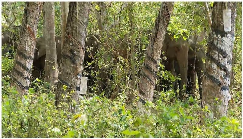 Wild elephants create panic in Kolar villages mah