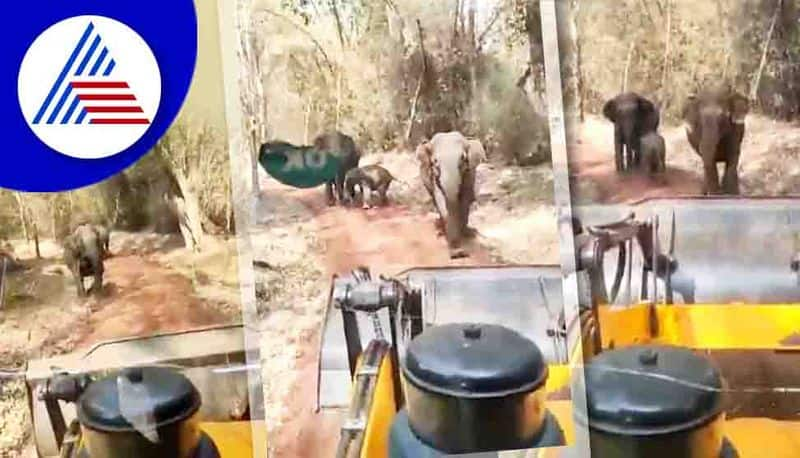 bastards threaten Wild Elephant at Bhadra tiger reserve forest gow