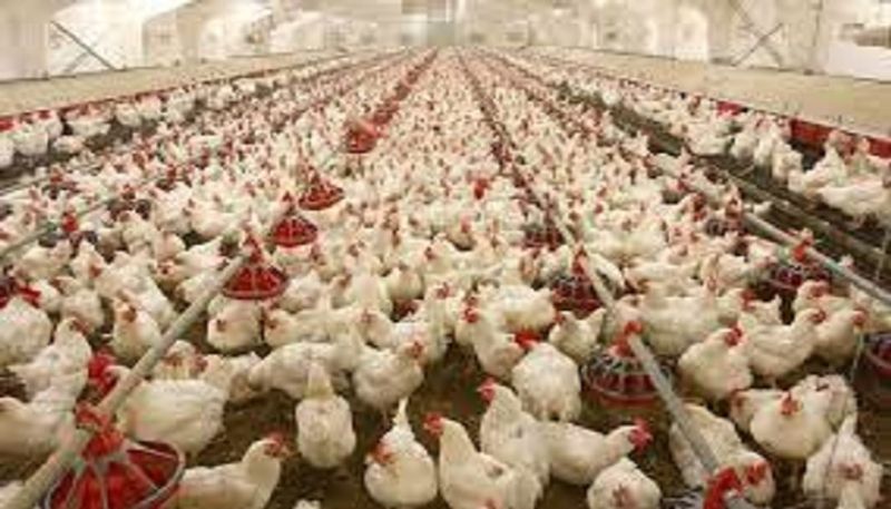 AMR disease due to eating chicken? NOT true, say poultry industry veterinarians