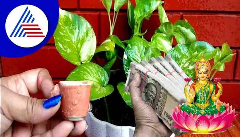 Vastu Mistakes To Avoid When Growing a Money Plant in Your Home skr