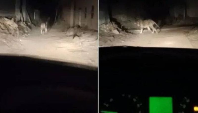 man chases and harasses lion in car video viral