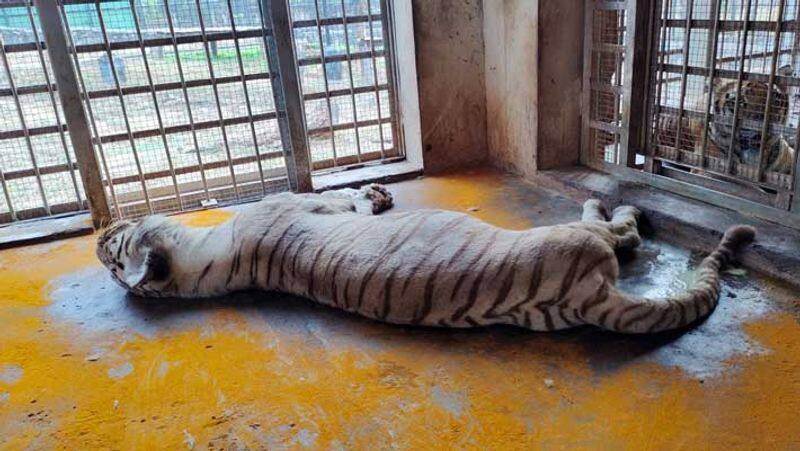 Female White tigress suffering from ataxia dies in Vandalur Zoo