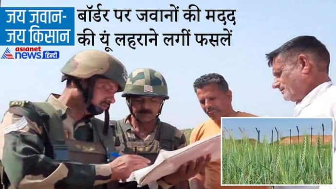 BSF ने दी सुरक्षा, तो 20 साल बाद पाकिस्तानी बॉर्डर यानी 'जीरो लाइन' पर यूं सीना तान लहलहा उठीं फसलें