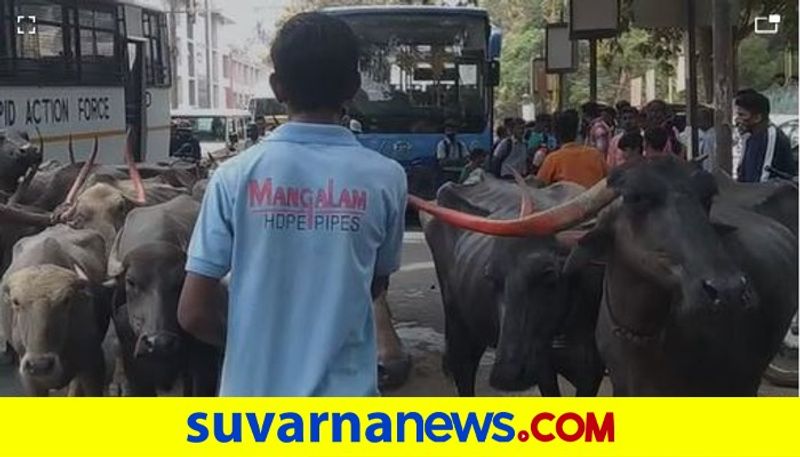 buffalo staged protest against BRTS Bus Hubballi Dhaward mah