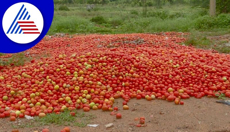 Along with fall in Tomato Price Farmers Facing Problems in Kolar gvd