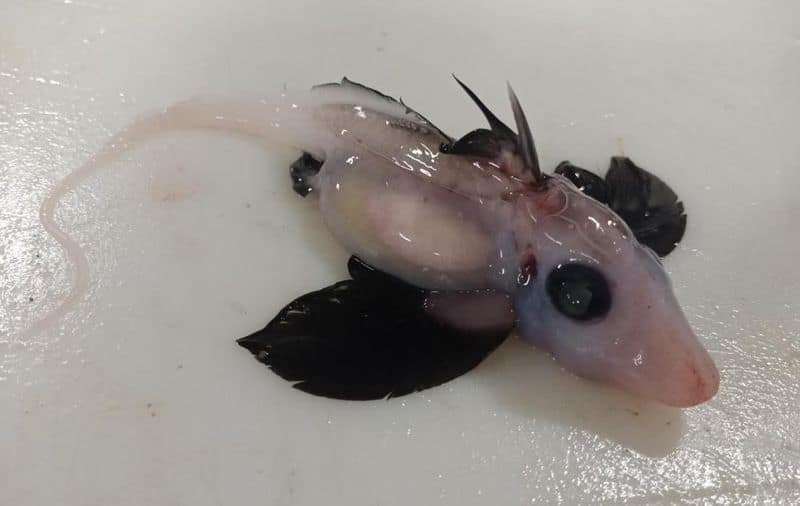 Baby ghost shark discovered off South Island in very rare find