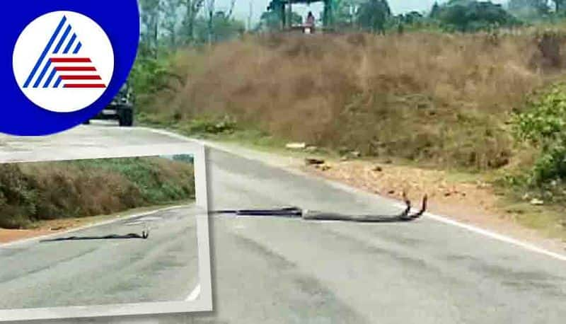 King Cobra Dance Video Viral in Chikkamagaluru hls 